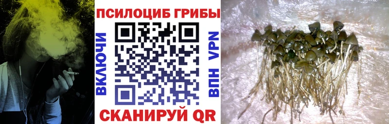 Псилоцибиновые грибы прущие грибы Фролово